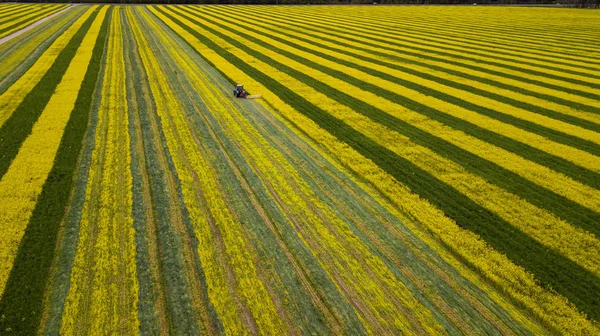 Trator em um campo de estupro amarelo-verde — Fotografia de Stock