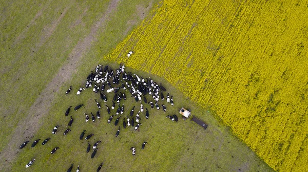 Una mandria di mucche posesa sul campo vista dal drone — Foto Stock