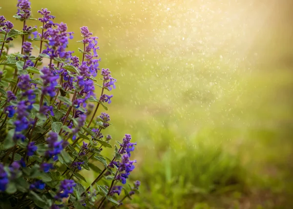 Fondo cálido de verano de flores púrpuras sobre fondo verde — Foto de Stock