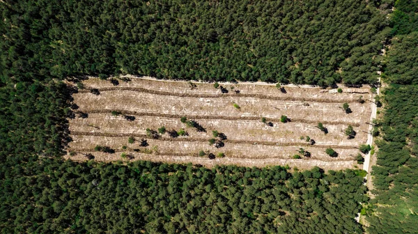 Illegaal snijden van bos, leeg bos glade luchtfotografie met Drone — Stockfoto