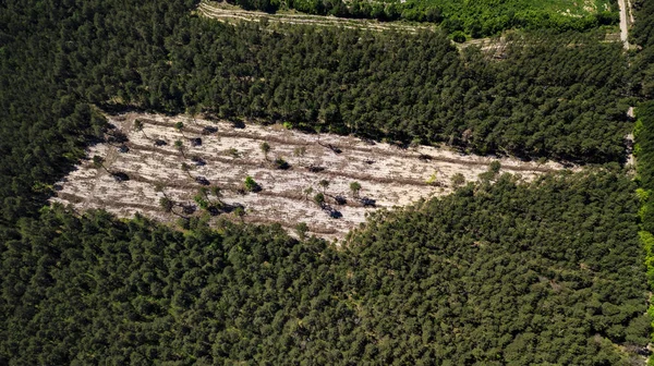 Taglio illegale di foresta, fotografia aerea radura foresta vuota con drone — Foto Stock