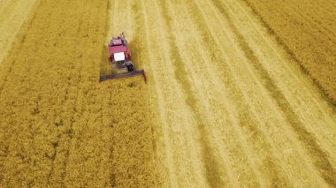 hasat tarlasında mısır hasat