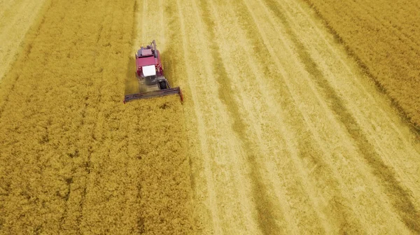 the harvester reaps corn in the field