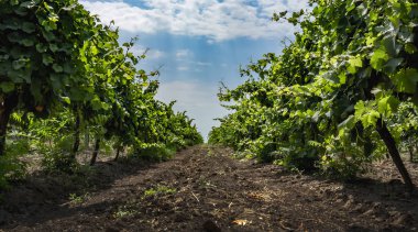 şarap üretimi için üzüm bağları ile sokak