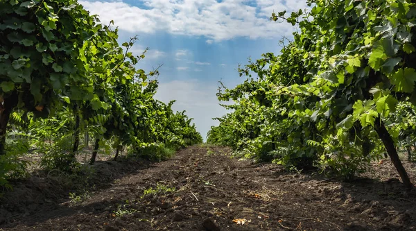 şarap üretimi için üzüm bağları ile sokak