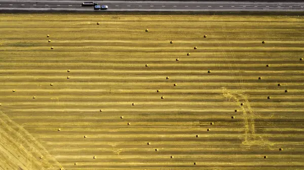 Campo di grano giallo falciato vista dall'alto — Foto Stock