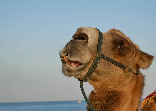 Tête de chameau gros plan contre le ciel bleu — Photo