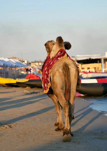 Camelo andando na praia vista traseira — Fotografia de Stock