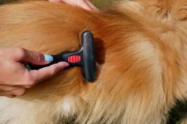 Peigner les cheveux du chien avec un peigne — Photo