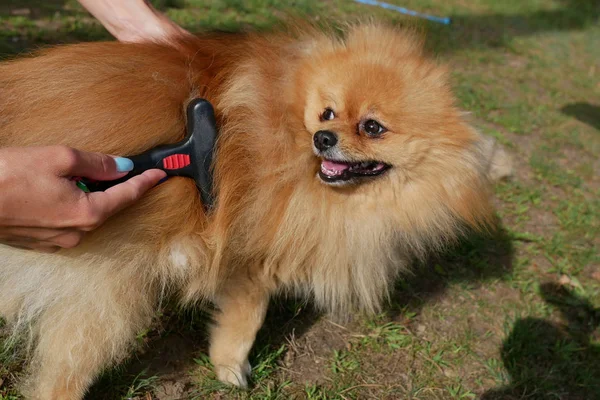 combing the dog\'s hair with a comb