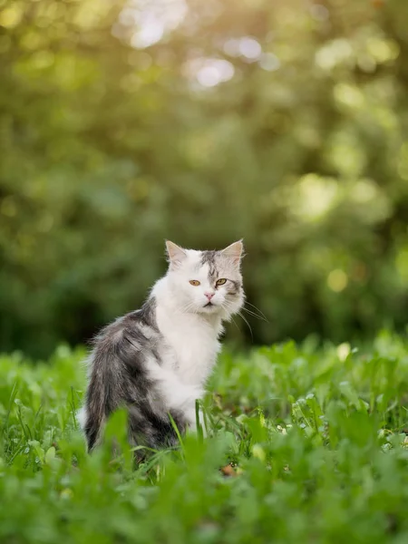 Preto e branco gato sentado na grama verde — Fotografia de Stock