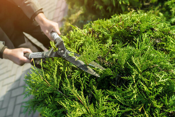 рука с ножницами рубят старые ветви елки, ландшафтный дизайнер осень готовится к зиме на участке сада
.