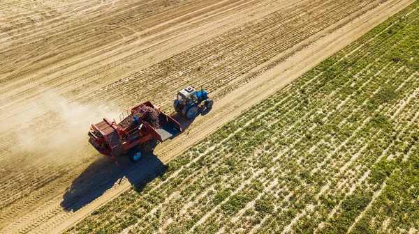 Boeren oogsten rode bieten luchtfoto — Stockfoto