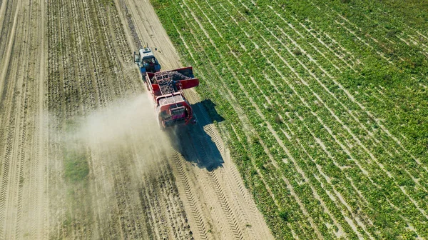 Agricultores cosechando remolacha roja vista aérea —  Fotos de Stock
