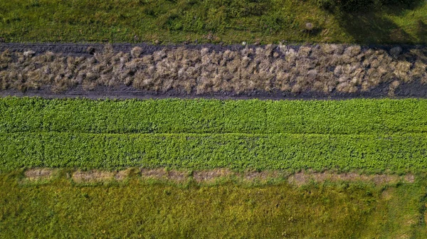Bunte Felder von oben von einer Drohne aus gesehen — Stockfoto