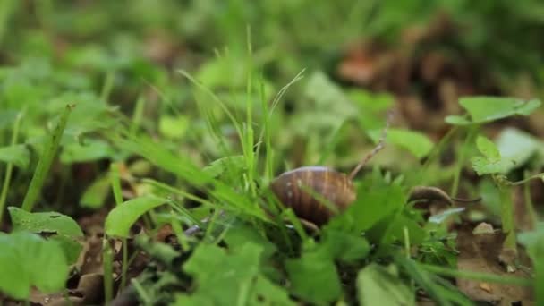 草の中を這うカタツムリ — ストック動画