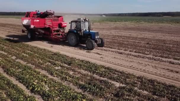 Grodno Belarus September 2019 Farmers Harvesting Red Beets Aerial View — Stock Video