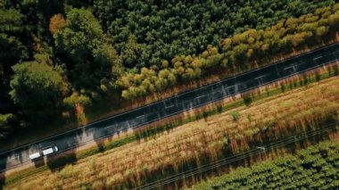 bir drone bir orman yolu havadan görünümü boyunca sürüş araba