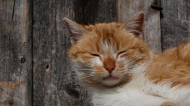 ahşap bir tahta arka plan üzerinde zencefil kedi kafası yakın çekim