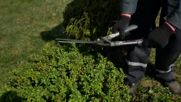 Hand Scissors Cutting Old Fir Tree Branch Landscape Designer Autumn — Stock Video
