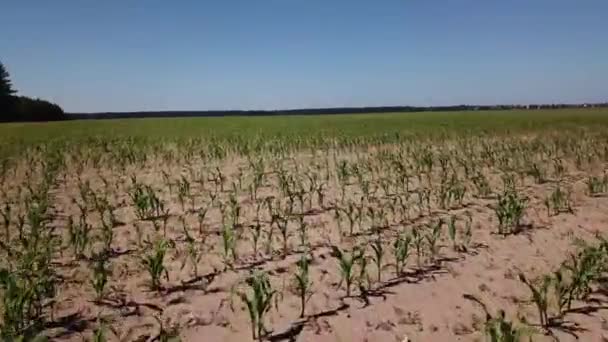Drone Flying Corn Field — Stock Video
