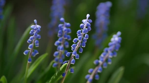 Flores Azules Primavera Hierba Enfoque Selectivo — Vídeo de stock