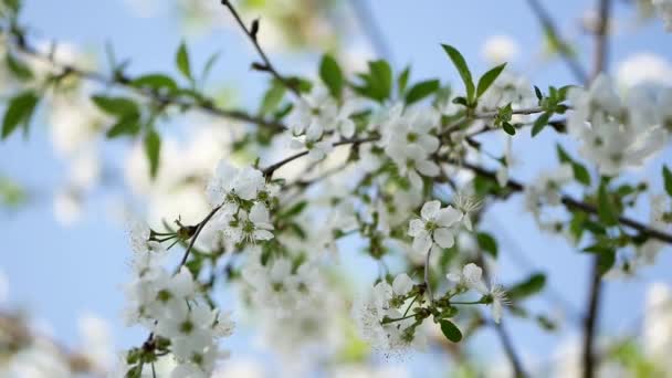 Der Helle Hintergrund Eines Blühenden Apfelbaums Frühling — Stockvideo