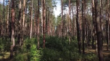 çam ormanında uçan