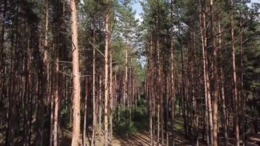 çam ormanında uçan