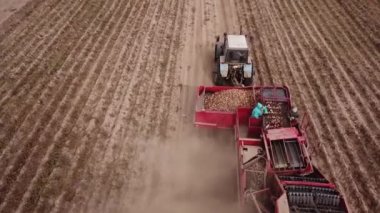 Çiftçiler patates havadan görünümü hasat için makine kullanın.