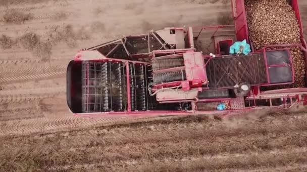 Farmers Use Machinery Harvest Potatoes Aerial View — Stock Video