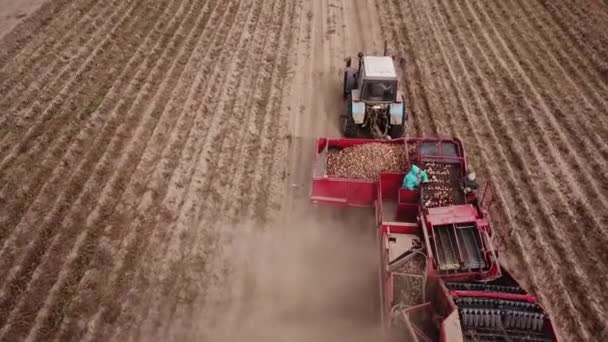 Farmers Use Machinery Harvest Potatoes Aerial View — Stock Video