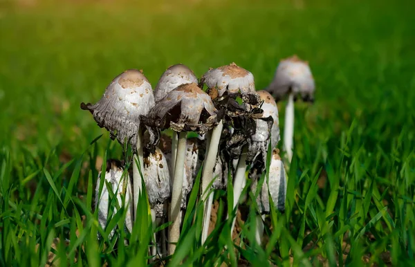 Champignons sauvages dans le champ gros plan — Photo