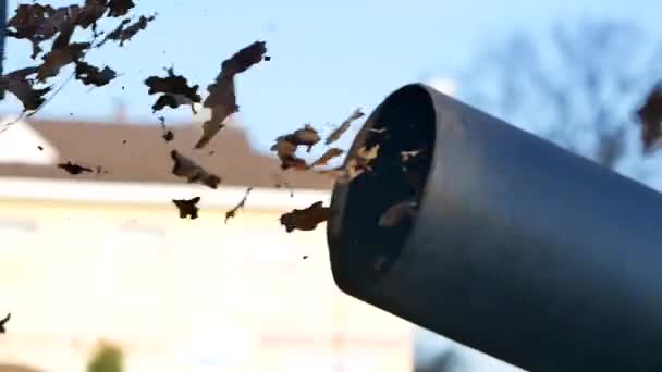 Schwerer Industrieladlader Lädt Umgefallenes Laub Und Unrat Lkw Karosserie Stadtwerke — Stockvideo