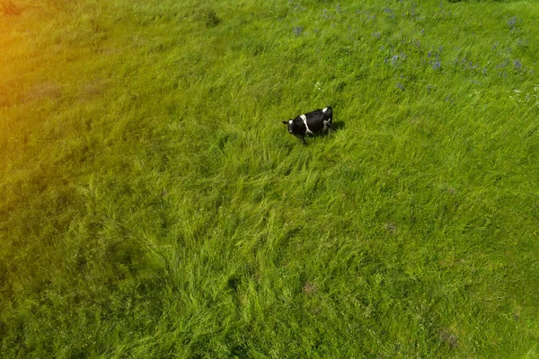 Cow Grazes Meadow Top View — Stock Photo, Image