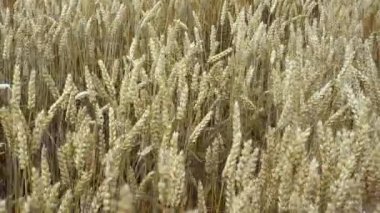 Rüzgarda savrulan buğday kulakları