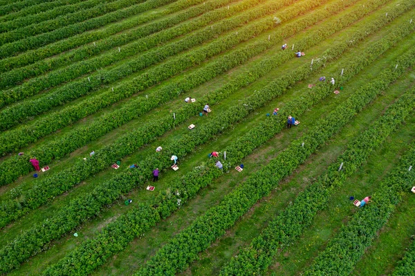 Récolte Agricole Framboise Vue Dessus Drone — Photo