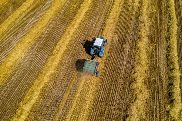 Agricultural work on mowing hay - an old tractor with traces of rust removes earlier hay and forms round wolves of straw.