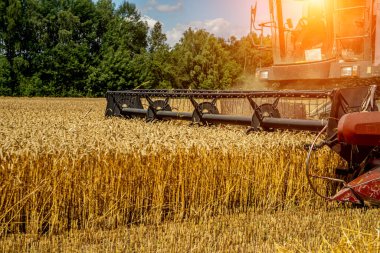 Kombain tahılı topluyor, Biçici yakın plan.