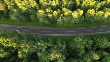 Orman yolu manzaralı bir araba.