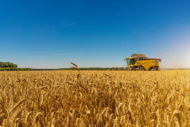 Arka planda bir buğday tarlası ve geçen bir kamyonet.