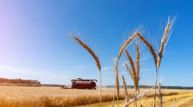 Mavi gökyüzüne karşı buğday başakları
