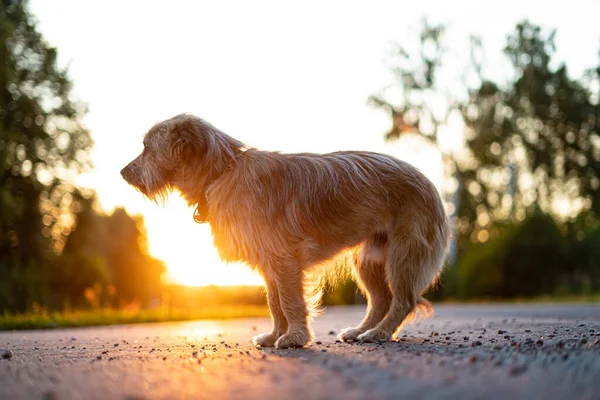 a dirty stray dog sits on the road in the background of the setting sun