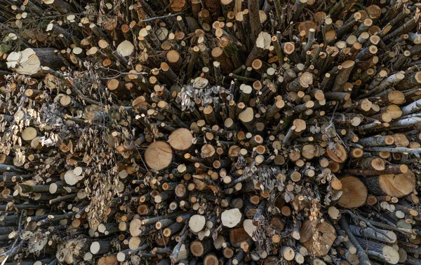 Yığılmış Testereli Ağaç Gövdeleri Dallarının Arkaplanı — Stok fotoğraf