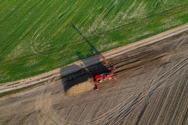 Yaz akşamları pancar hasadını hasatçılarla birleştirin..