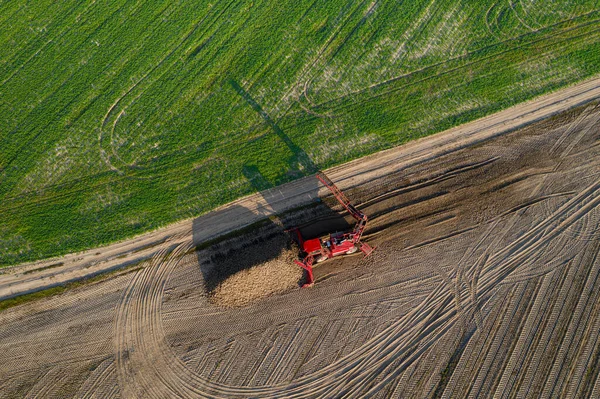 Yaz akşamları pancar hasadını hasatçılarla birleştirin..