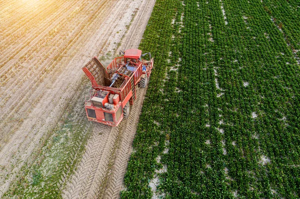 red harvester removes beets from the field top view.