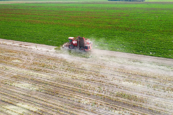 red harvester removes beets from the field top view.