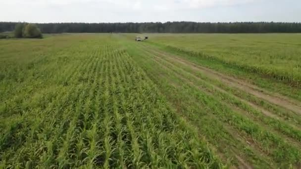 Minsk Belarus 2020年9月 コンバイン収穫機を使用してフィールドからトウモロコシを収穫 — ストック動画