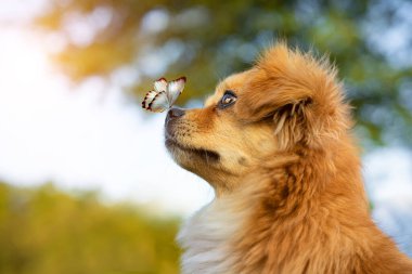 Kırmızı bir köpeğin burnundaki kelebek.